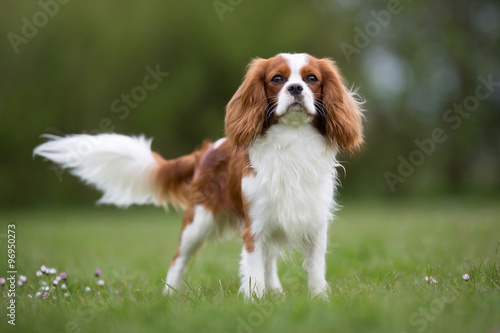 Photo Cavalier King Charles Spaniel dog outdoors in nature