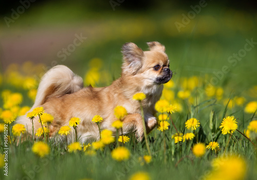 Schilderij op canvas Tibetan Spaniel dog outdoors in nature