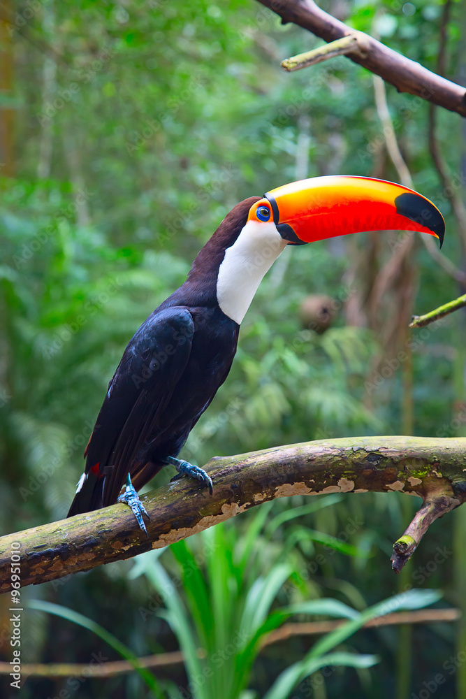 Obraz premium Colorful tucan