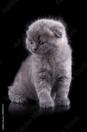 Lop-eared kitten on a magnificent background.