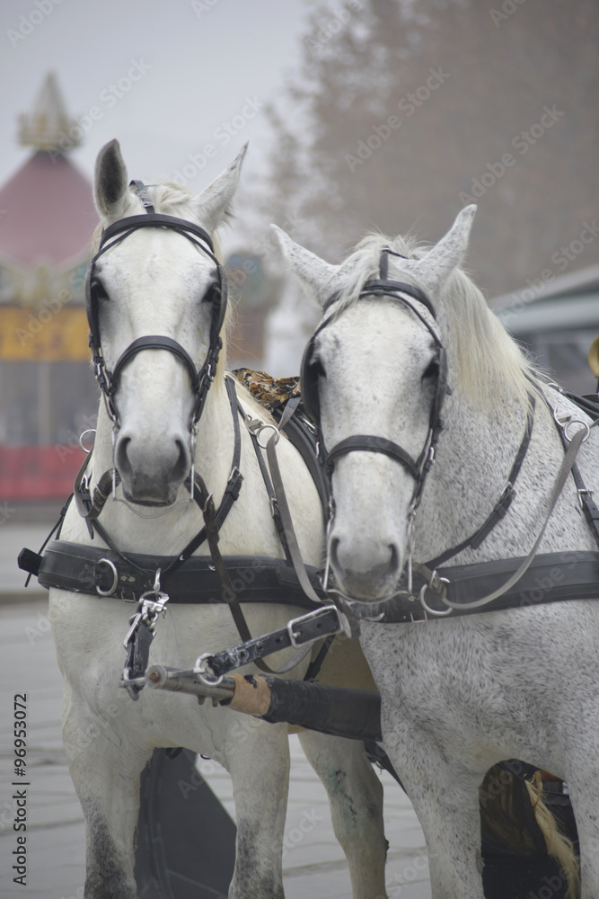 Obraz premium Carriage horses in Skopje, Macedonia