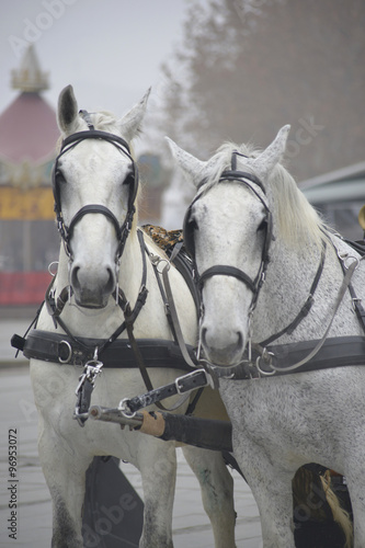 Carriage horses in Skopje, Macedonia