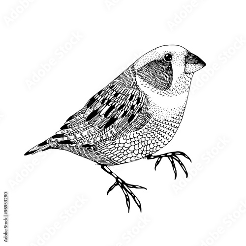 vector abstract hand drawn small bird