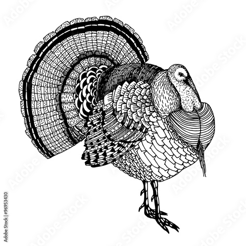 hand drawn vector illustration with a turkey
