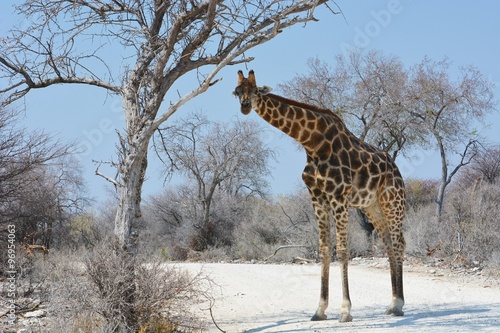 Steppengiraffe (giraffa camelopardalis) im Etosha Nationalpark #96954063