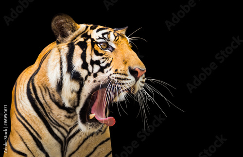 Siberian Tiger Roaring isolate on black background with clipping © kinwun