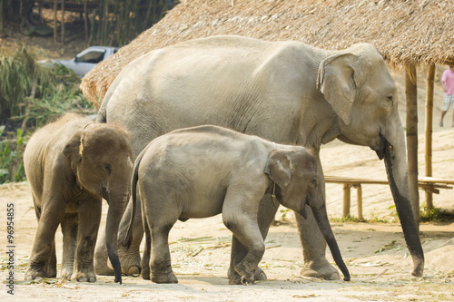 Asian mother elephant staying with her baby in Elephant park  Chiang Mai  Thailand