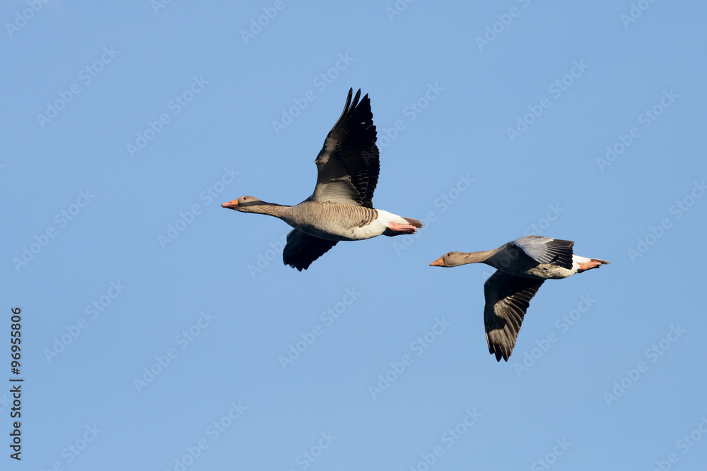 Fototapeta premium Greylag Goose, goose, anser anser