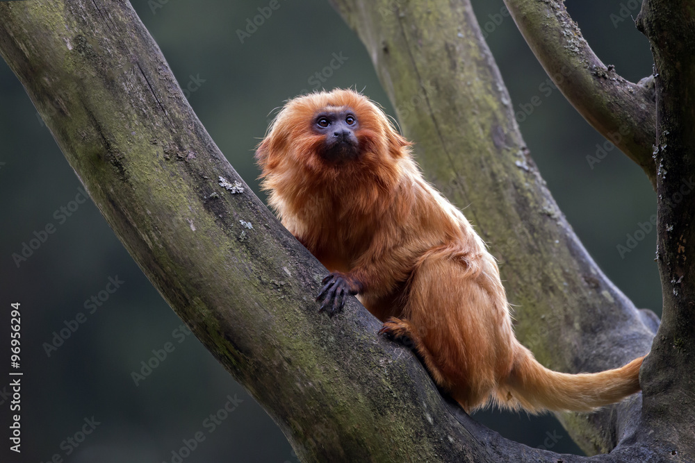 Fototapeta premium Golden Lion Tamarin