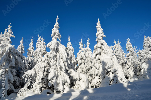 Winter Panorama Landschaft Wald 