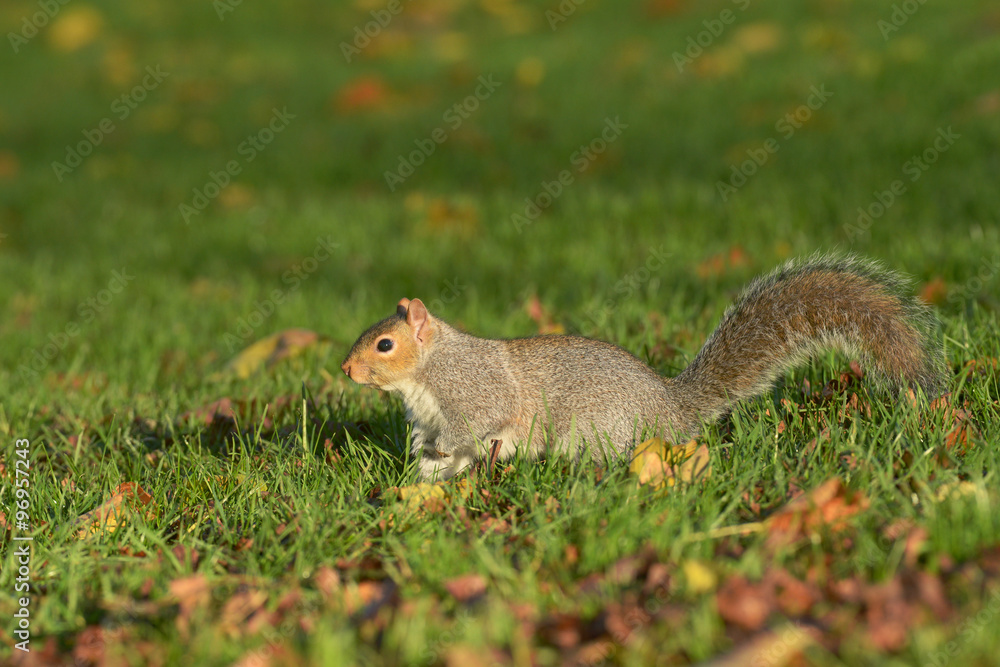 Gray Squirrel, Squirrel, Sciurus carolinensis Gray Squirrel, Squirrel, Sciurus carolinensis