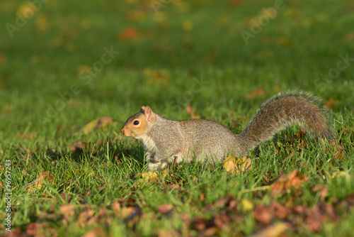 Gray Squirrel, Squirrel, Sciurus carolinensis