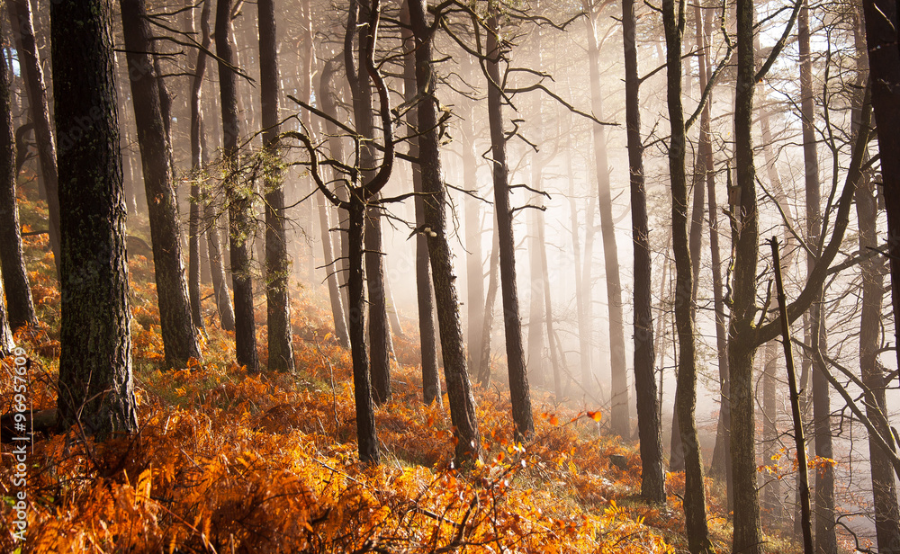 Fototapeta premium Lichtdurchfluteter Nebelwald im Spätherbst