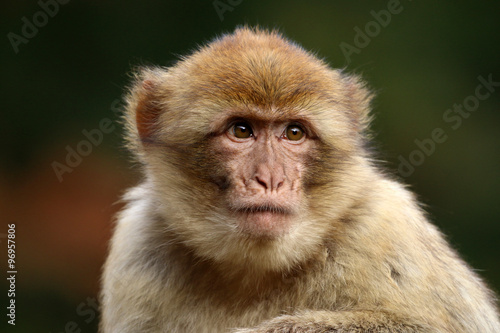 Macaca sylvanus