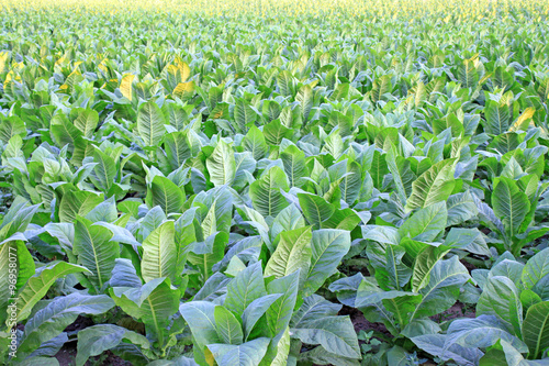 tobacco field