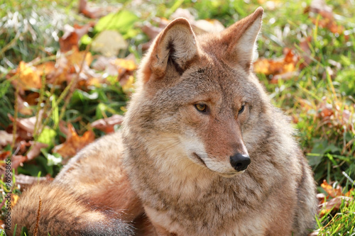 coyote au repos photo