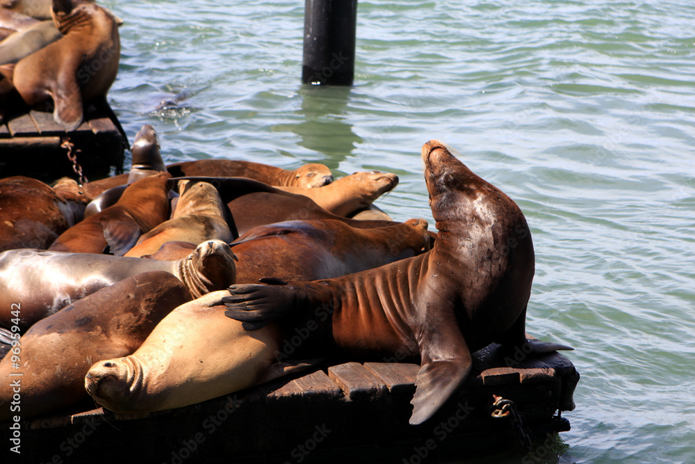 Fototapeta premium Sea Lions at Pier 39 in San Francisco, USA