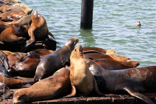 Sea Lions at Pier 39 in San Francisco, USA © Eve81