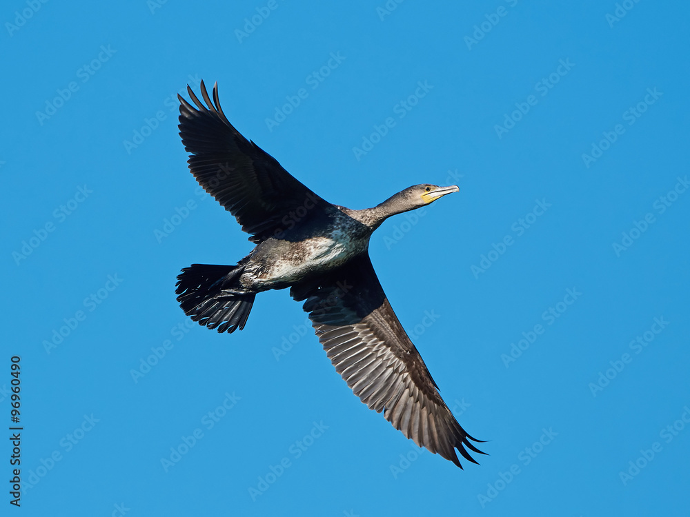 Fototapeta premium Great Cormorant (Phalacrocorax carbo)