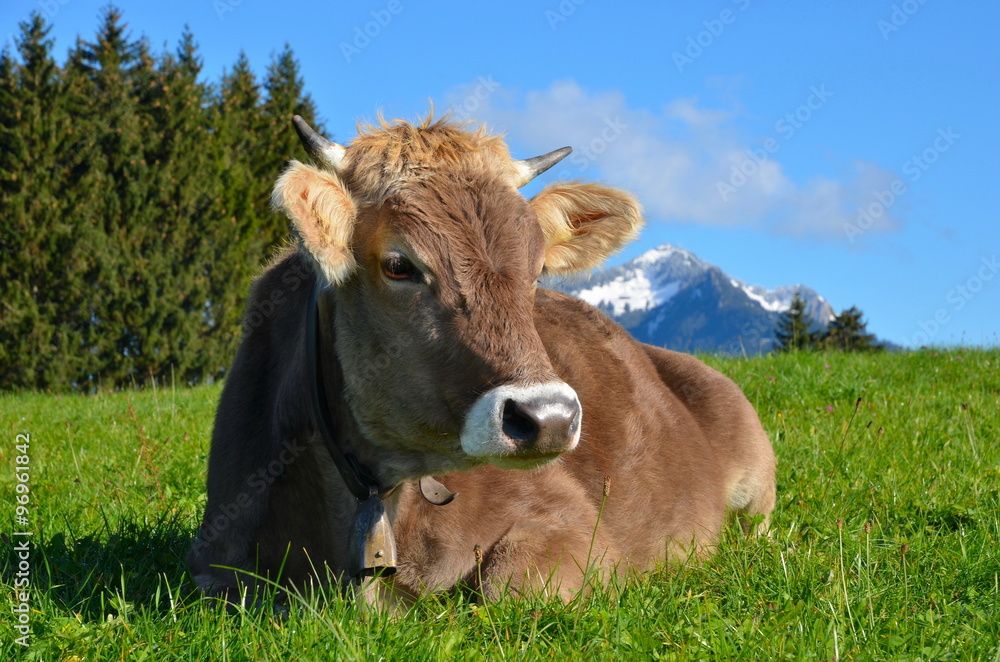 Kuh liegt im Gras auf Weide im Gebirge Kuh liegt im Gras auf Weide im Gebirge