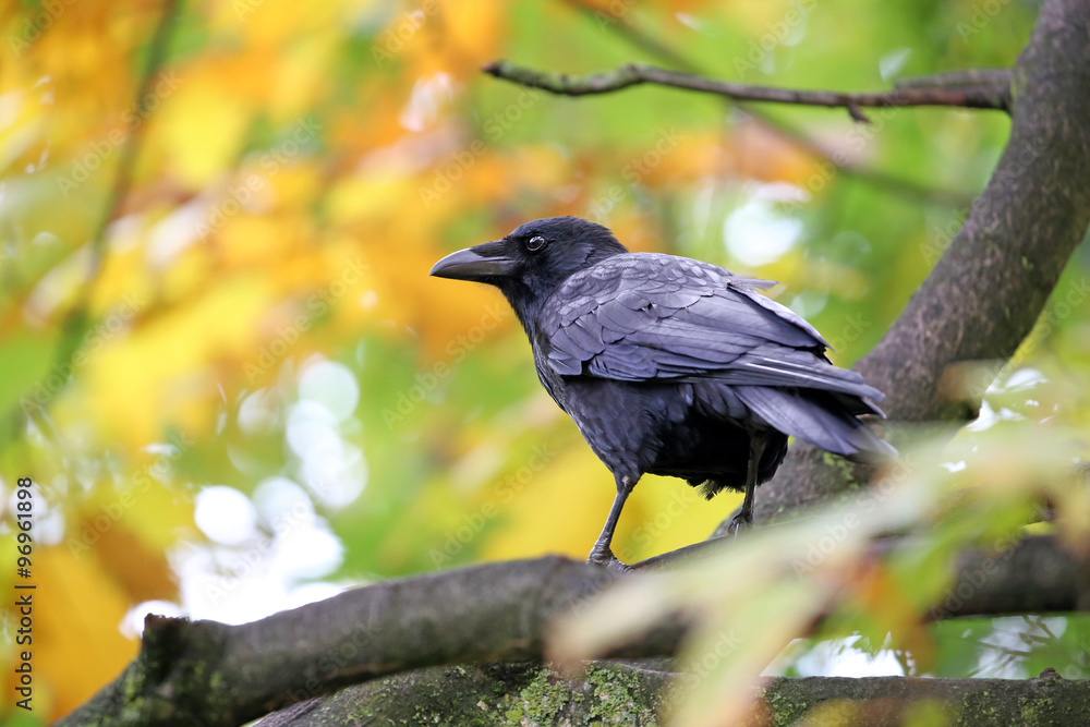 Jackdaw Jackdaw