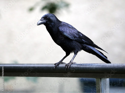 Jackdaw