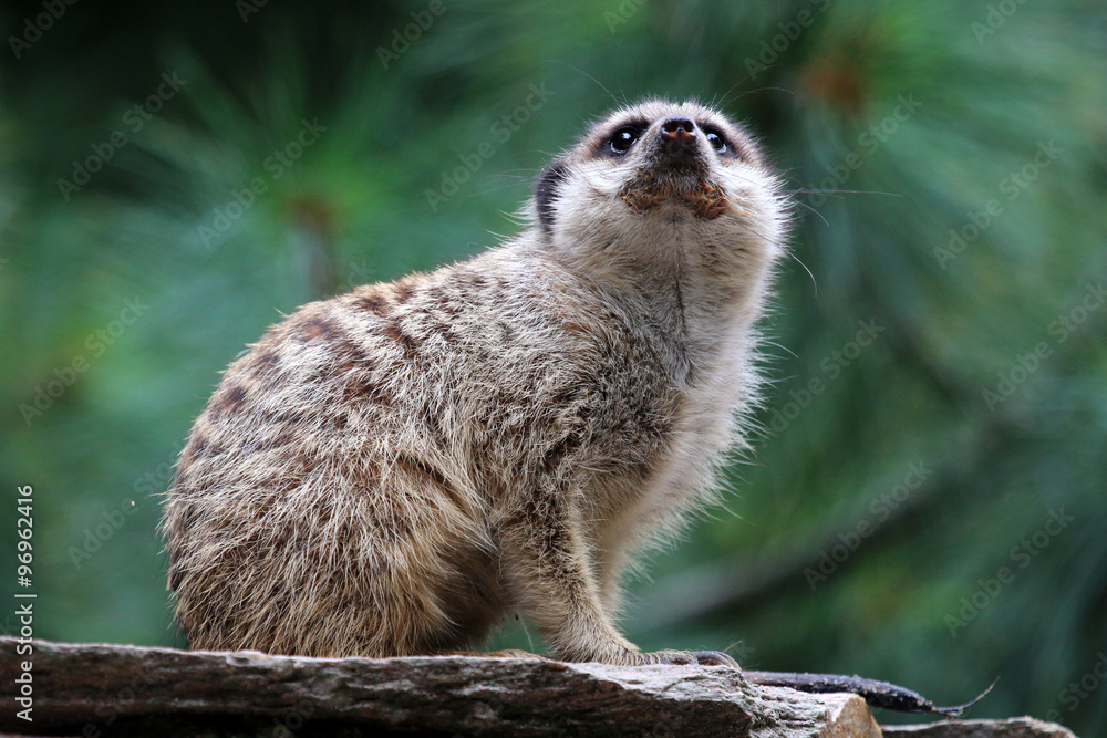 Fototapeta premium Meerkat