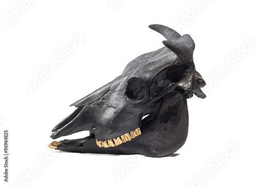 Black bulls skull photo