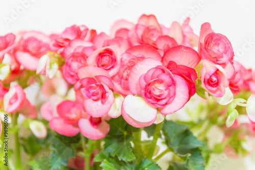 Beautiful Begonia flower with soft focus background