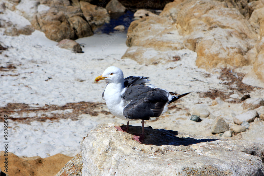 Fototapeta premium Seagull on the rocks, California, USA