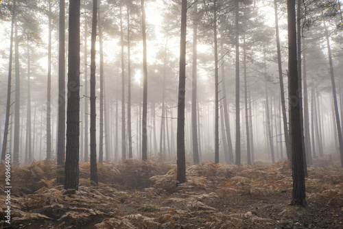 Pine forest Autumn Fall landscape foggy morning #96966400