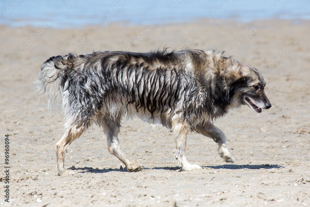 Hund am Strand