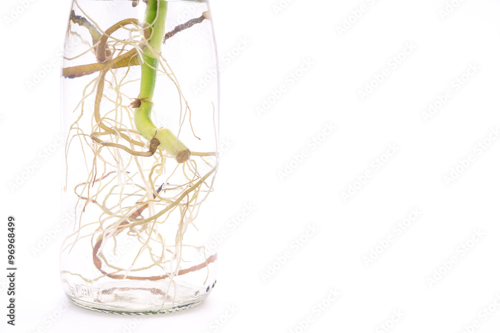 Plant in bottle Plant in bottle