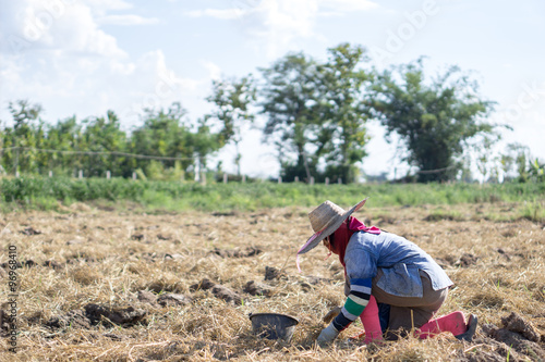 Farmer in tobacco field
