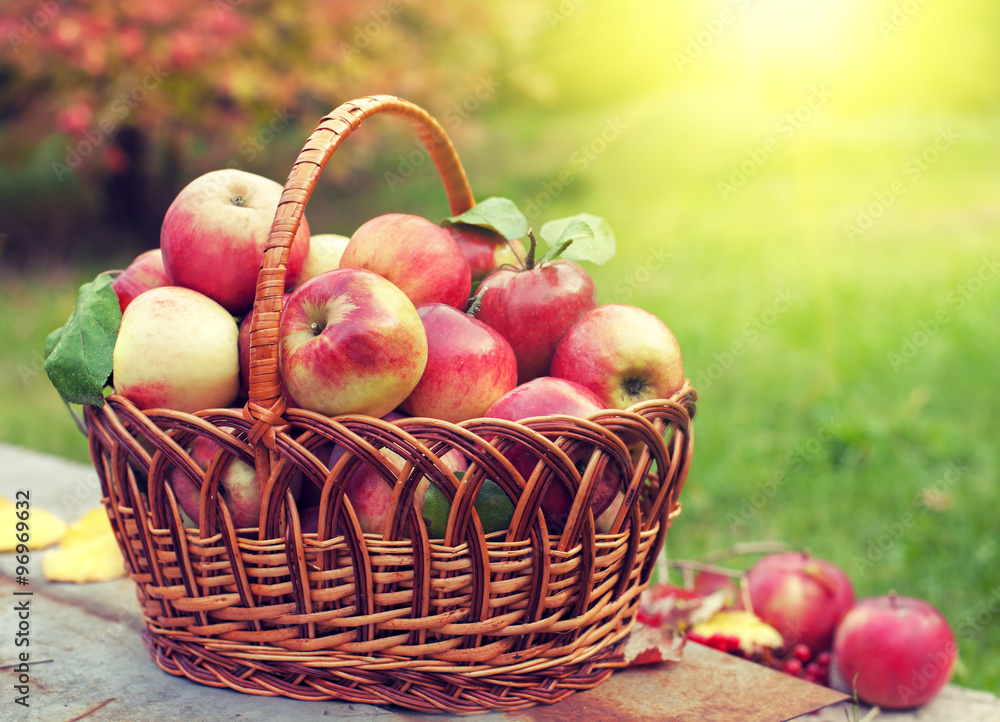 Basket with apples on the grass in the orchard Basket with apples on the grass in the orchard