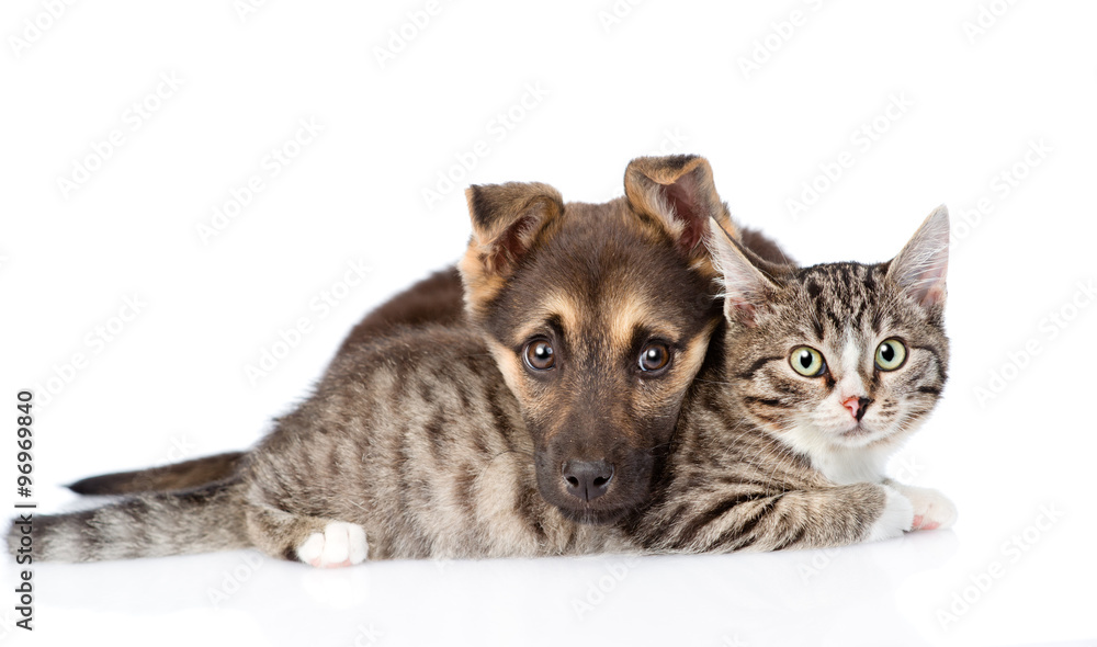 puppy with cat lying together. isolated on white background puppy with cat lying together. isolated on white background