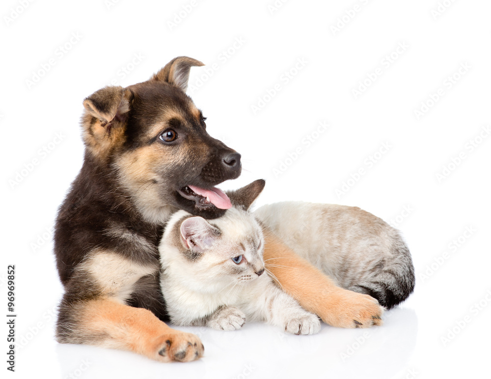 mixed breed dog embracing  cat and looking away. isolated on white background
