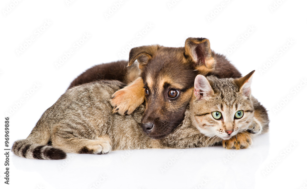 Tired dog embracing tabby cat and looking away. isolated on white background Tired dog embracing tabby cat and looking away. isolated on white background