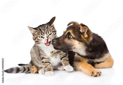 Puppy sniffs cat. isolated on white background