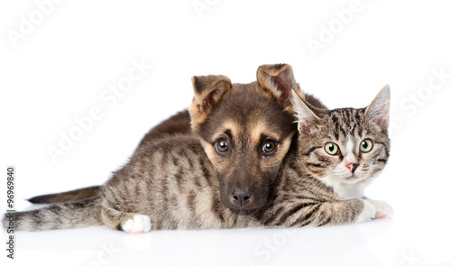 puppy with cat lying together. isolated on white background