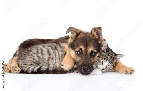 Cat and dog lying together. isolated on white background