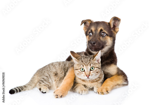 mixed breed dog embracing tabby cat. isolated on white background