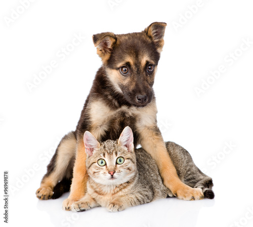 crossbreed dog and tabby cat. isolated on white background