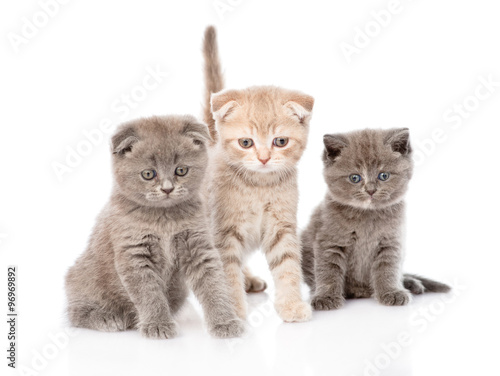 group baby kittens sitting in front. isolated on white backgroun