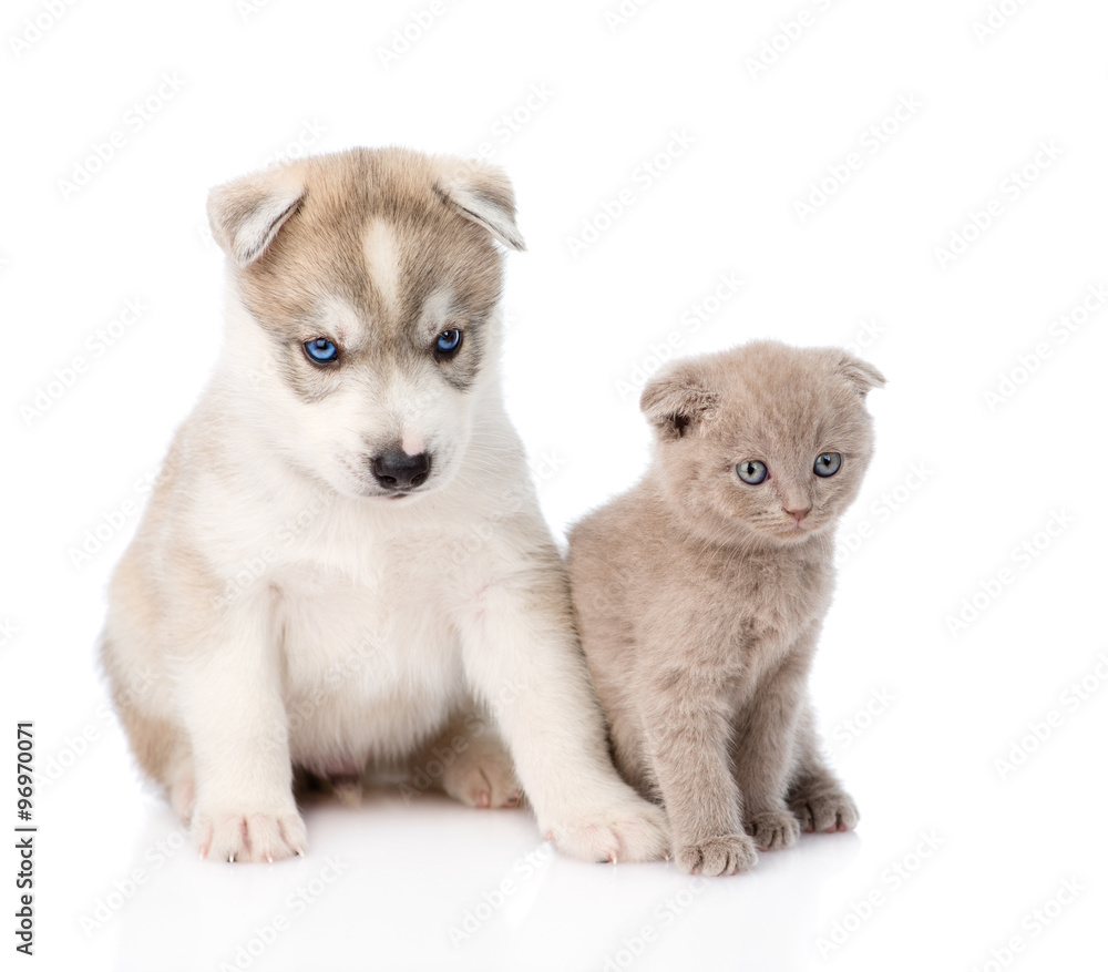 scottish kitten and Siberian Husky puppy together. isolated on w scottish kitten and Siberian Husky puppy together. isolated on w