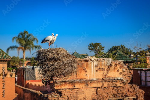 a couple of stork in their nest in Marrakesh photo