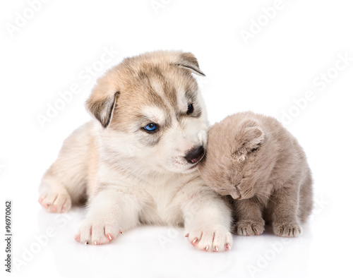 Fototapeta Naklejka Na Ścianę i Meble -  Siberian Husky puppy biting scottish kitten. isolated on white b