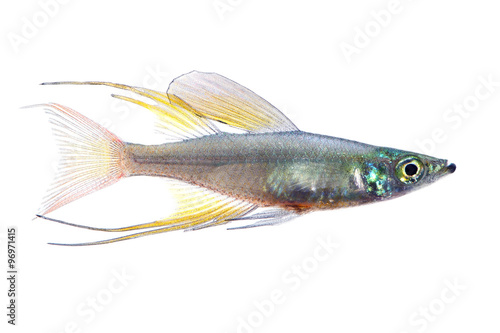 The threadfin rainbowfish isolated on white 