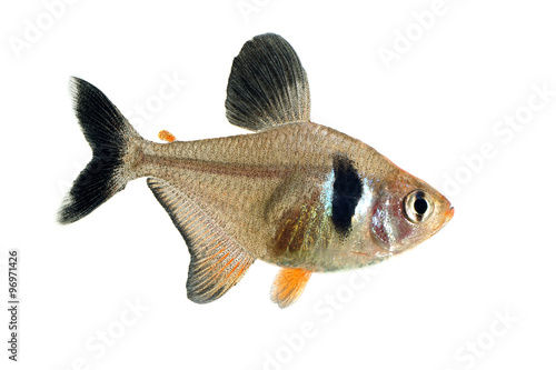 Black phantom tetra (Hyphessobrycon megalopterus)