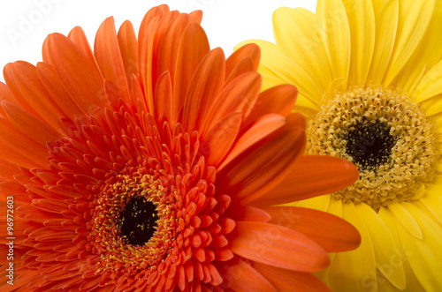 bouquet of gerberas on a white background